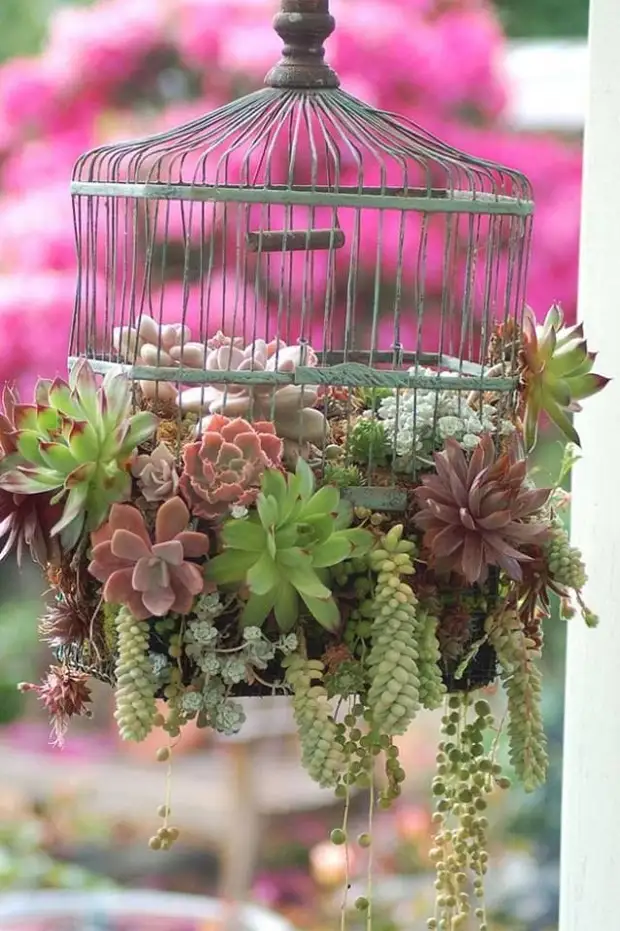 Wonderful ideas of using bird cells as a decorative element