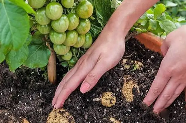 Tomatoocarteau - vintage of tomato û potatîk ji yek baholê