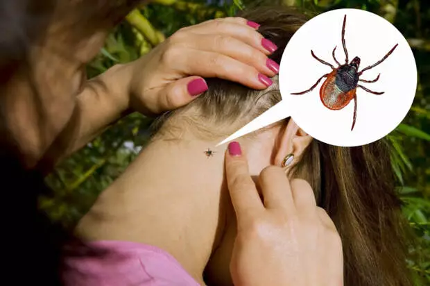 Meget enkel løsning, der effektivt beskytter mod flåter og insekter