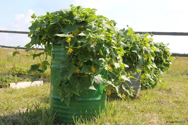 Super ra'ayin na girma cucumbers a cikin ganga! Garden, cucumbers a cikin ganga