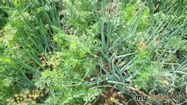 10 Rahasia saka potong sing apik saka kebon sing ngalami