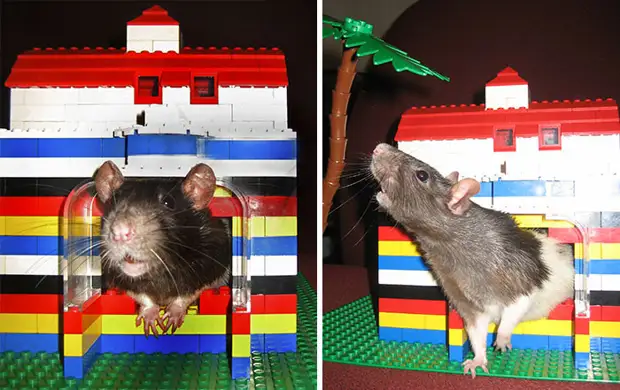 Auala mo Rat Counneial Tuis, Designer, Lego