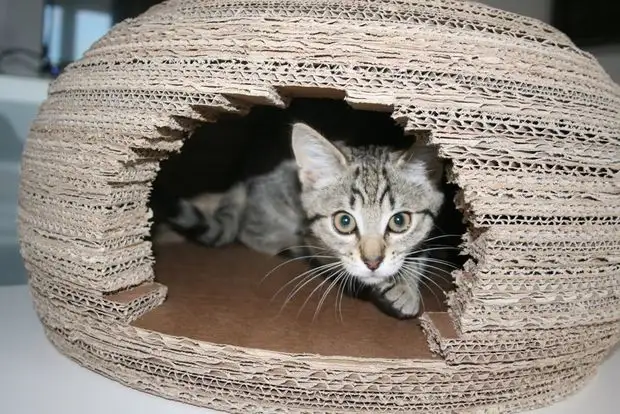 Flickan byggde för katten en fantastisk hus-nål från kartongen och det var hur hon gjorde det