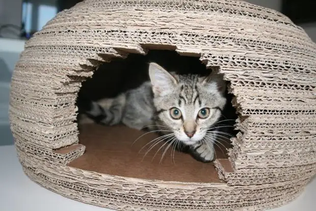 The girl built for the cat a stunning house-needle from the cardboard and, that's how she made her house, animals, do it yourself