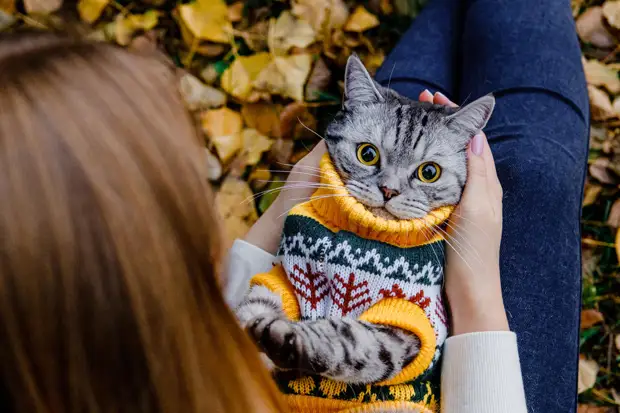 Throw out always time, or what can be made from an old sweater