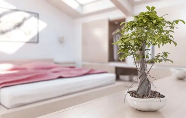9 кућних постројења које се препоручују да се ставе у спаваћој соби