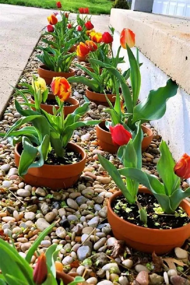 Giardinieri abili hanno condiviso idee affascinanti di club di primavera