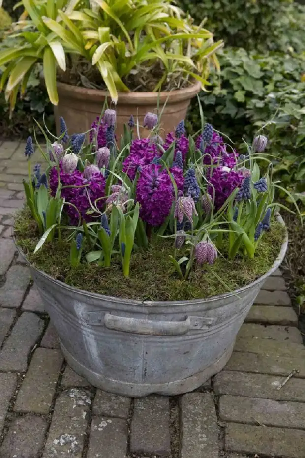 Giardinieri abili hanno condiviso idee affascinanti di club di primavera