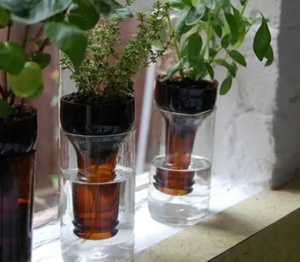 Bottle garden on the windowsill - the idea of ​​experienced gardeners