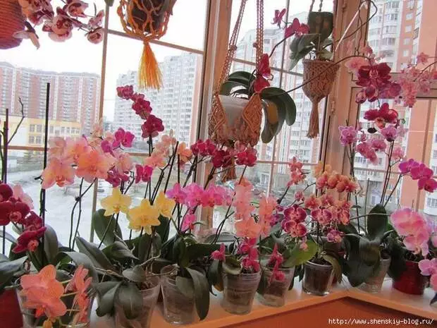 Cara Transfer Orchid Phalaenopsis. Pandhuan Langkah-langkah