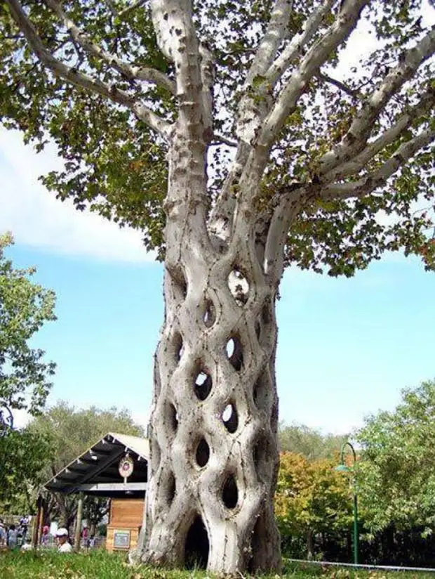 20 sculptures d'arbres - Magie incroyable!