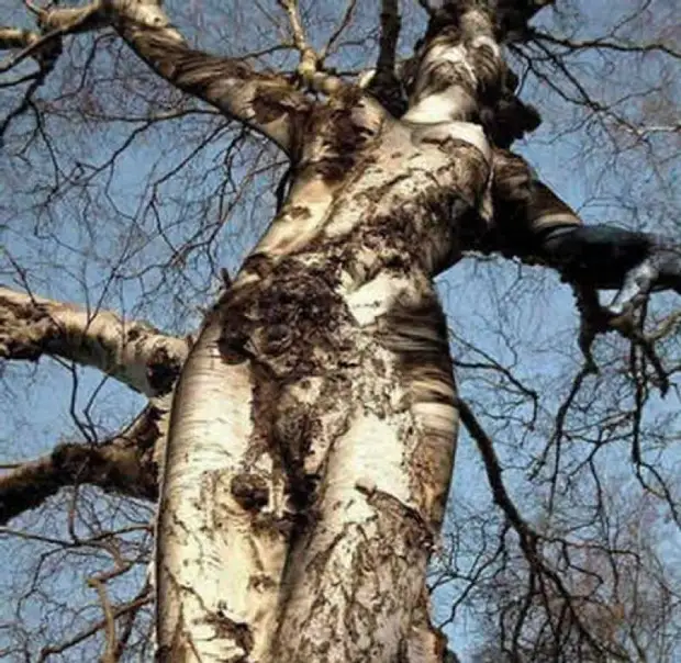 20 sculptures d'arbres - Magie incroyable!