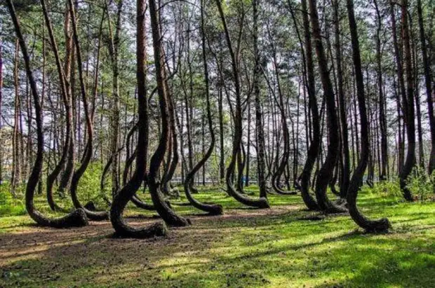 20 sculptures d'arbres - Magie incroyable!