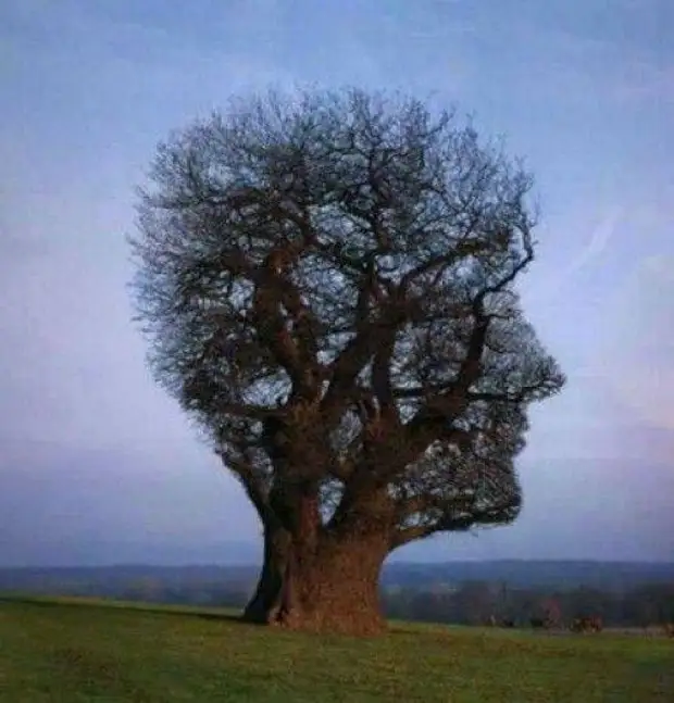 20 sculptures d'arbres - Magie incroyable!