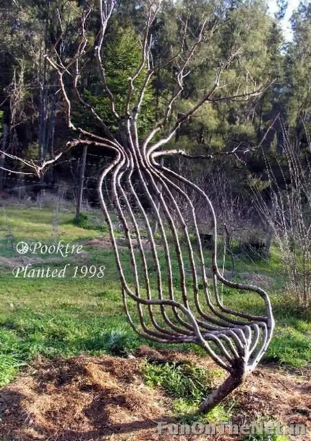 20 sculptures d'arbres - Magie incroyable!