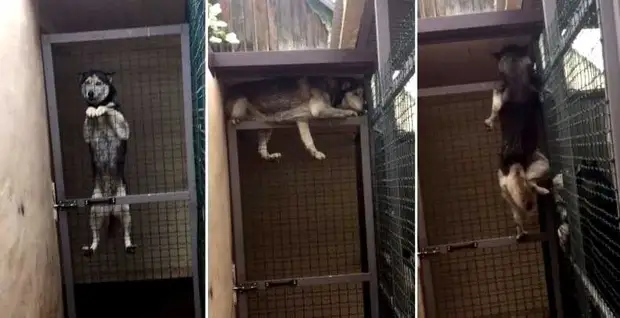 Kumaha carana ngadamel aviary pikeun anjing ngalakukeunana nyalira