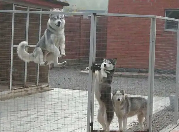 Hvordan lage aviary for hunden gjør det selv