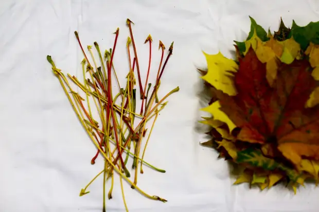 Autumn leaves in the interior