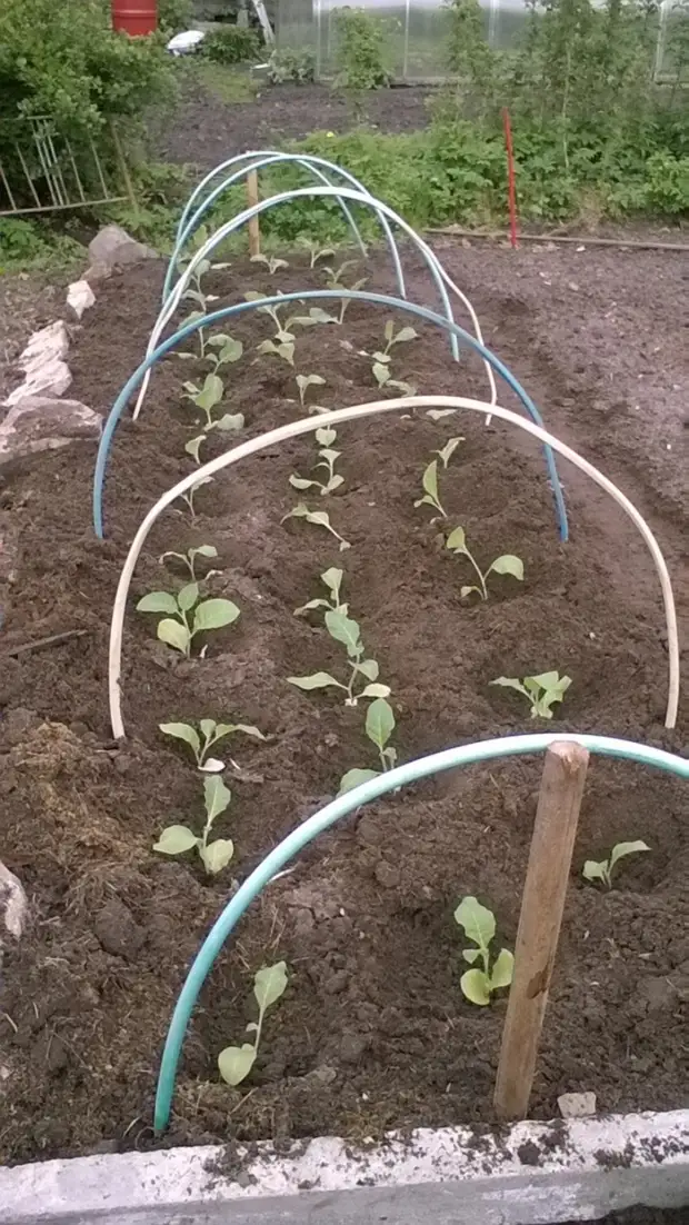 Bagaimana masa pertama tembakau menaikkan tembakau. Berkebun., Adakah itu sendiri, buat sendiri