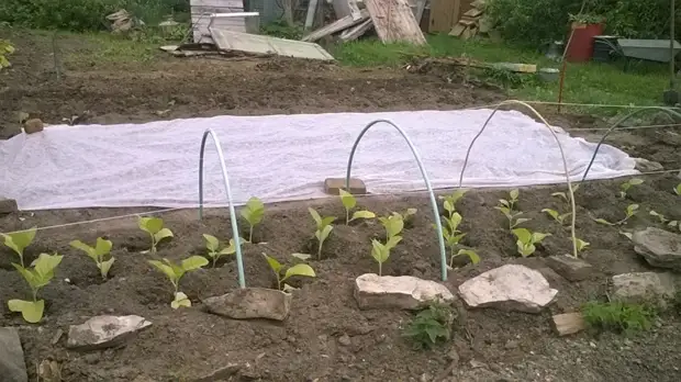 Bagaimana masa pertama tembakau menaikkan tembakau. Berkebun., Adakah itu sendiri, buat sendiri