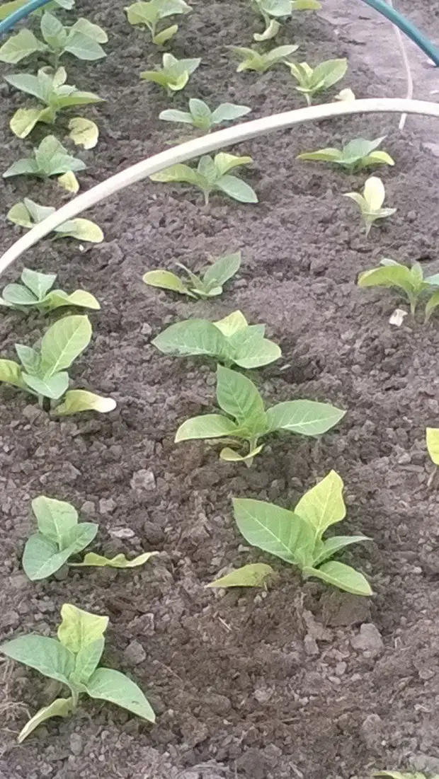 Bagaimana masa pertama tembakau menaikkan tembakau. Berkebun., Adakah itu sendiri, buat sendiri