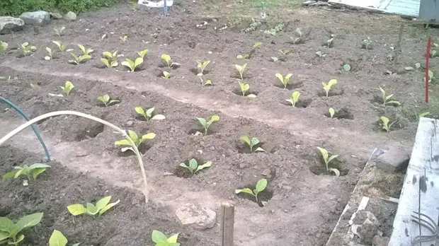 Bagaimana masa pertama tembakau menaikkan tembakau. Berkebun., Adakah itu sendiri, buat sendiri