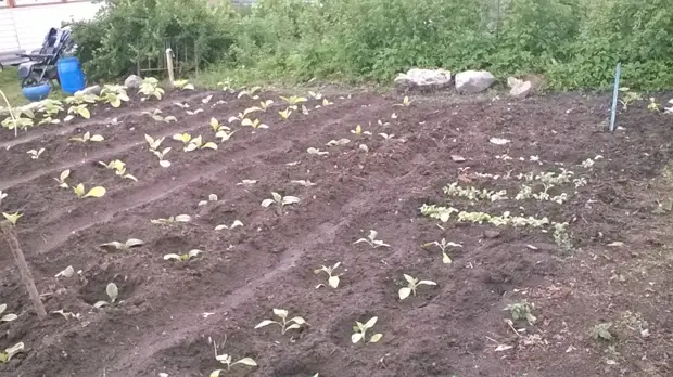 Tütünü ilk dəfə necə qaldırdı. Bağçılıq., Özünüz edin, özünüz edin