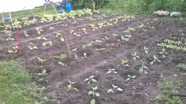 Bagaimana masa pertama tembakau menaikkan tembakau. Berkebun., Adakah itu sendiri, buat sendiri