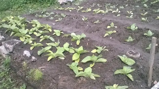 Bagaimana masa pertama tembakau menaikkan tembakau. Berkebun., Adakah itu sendiri, buat sendiri