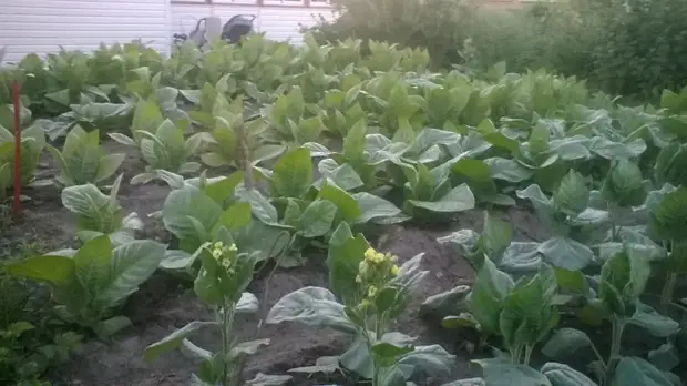 Bagaimana masa pertama tembakau menaikkan tembakau. Berkebun., Adakah itu sendiri, buat sendiri