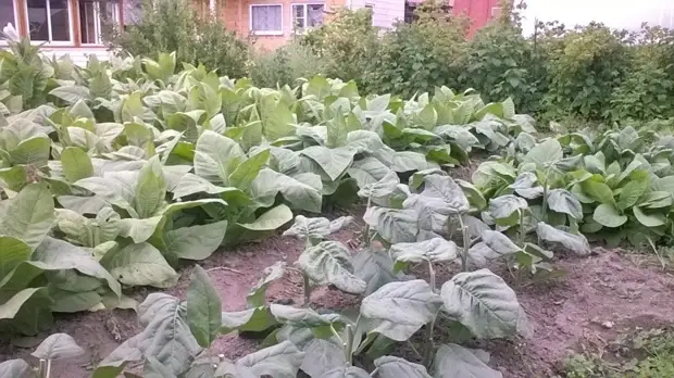 Bagaimana masa pertama tembakau menaikkan tembakau. Berkebun., Adakah itu sendiri, buat sendiri