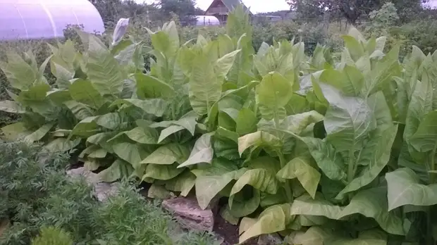 Bagaimana masa pertama tembakau menaikkan tembakau. Berkebun., Adakah itu sendiri, buat sendiri