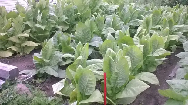 Bagaimana masa pertama tembakau menaikkan tembakau. Berkebun., Adakah itu sendiri, buat sendiri