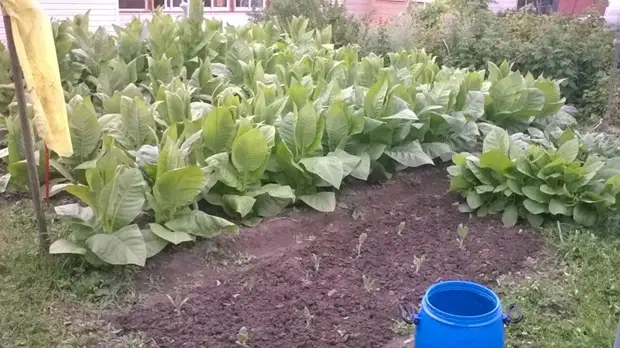 Bagaimana masa pertama tembakau menaikkan tembakau. Berkebun., Adakah itu sendiri, buat sendiri