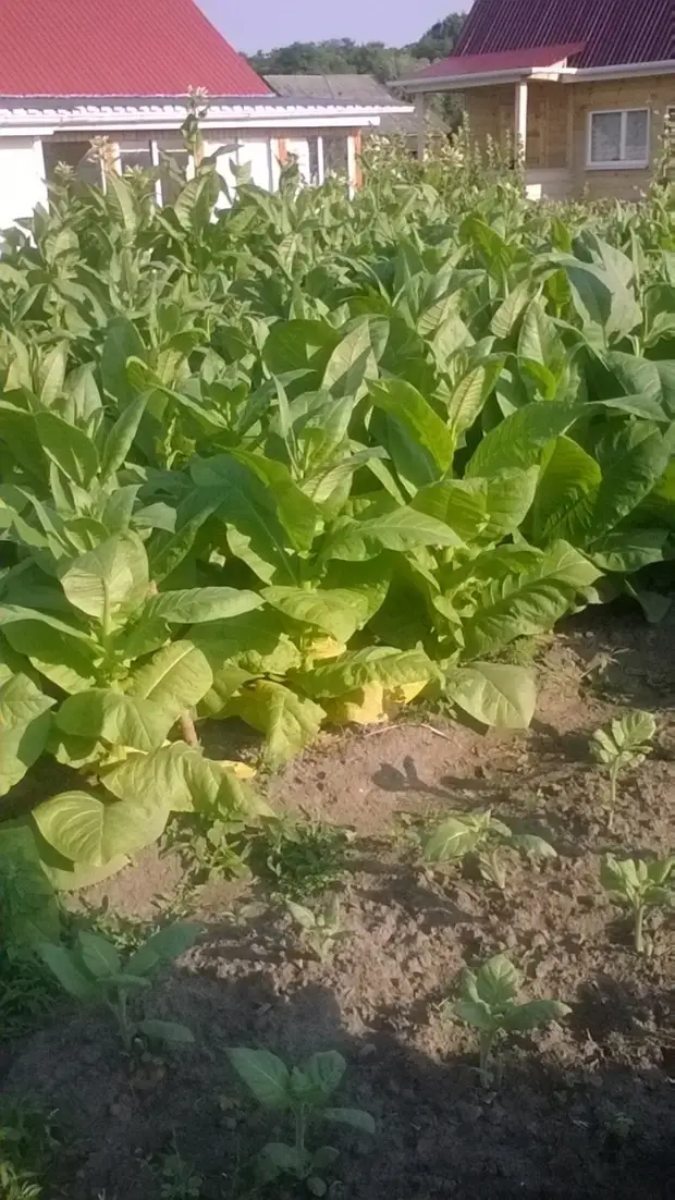 Bagaimana masa pertama tembakau menaikkan tembakau. Berkebun., Adakah itu sendiri, buat sendiri