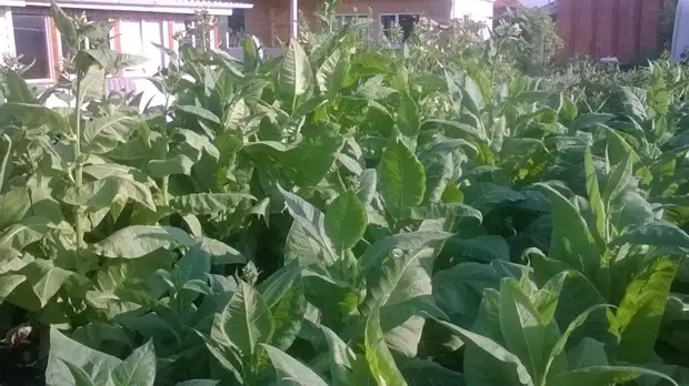 Bagaimana masa pertama tembakau menaikkan tembakau. Berkebun., Adakah itu sendiri, buat sendiri