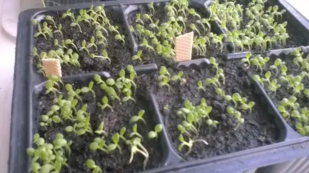 Bagaimana masa pertama tembakau menaikkan tembakau. Berkebun., Adakah itu sendiri, buat sendiri