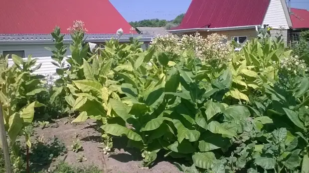 Bagaimana masa pertama tembakau menaikkan tembakau. Berkebun., Adakah itu sendiri, buat sendiri