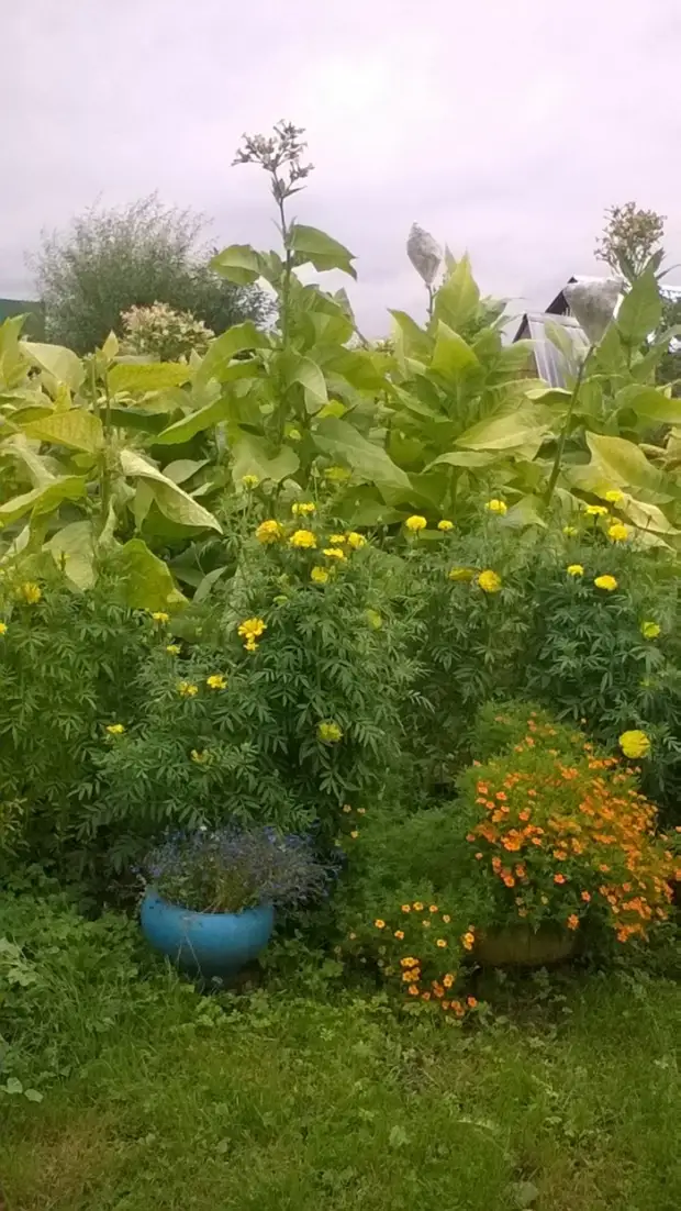 Bagaimana masa pertama tembakau menaikkan tembakau. Berkebun., Adakah itu sendiri, buat sendiri