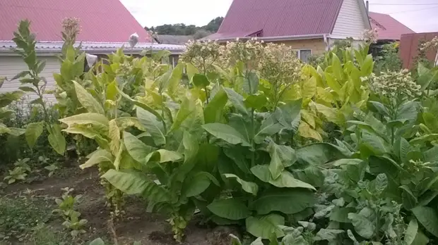 Bagaimana masa pertama tembakau menaikkan tembakau. Berkebun., Adakah itu sendiri, buat sendiri