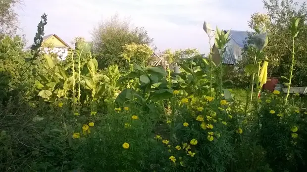 Bagaimana masa pertama tembakau menaikkan tembakau. Berkebun., Adakah itu sendiri, buat sendiri