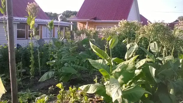 Bagaimana masa pertama tembakau menaikkan tembakau. Berkebun., Adakah itu sendiri, buat sendiri