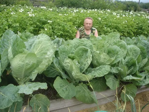 Hämmästyttävä puutarha Viktor Lyadova
