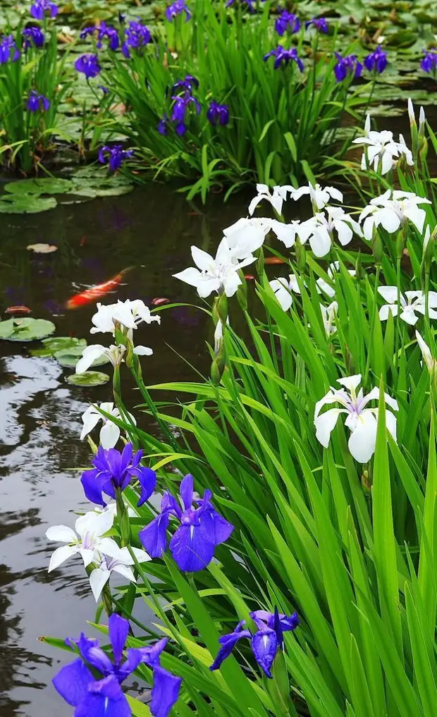 කෘතිම ජලාශයක වෙරළේ irises