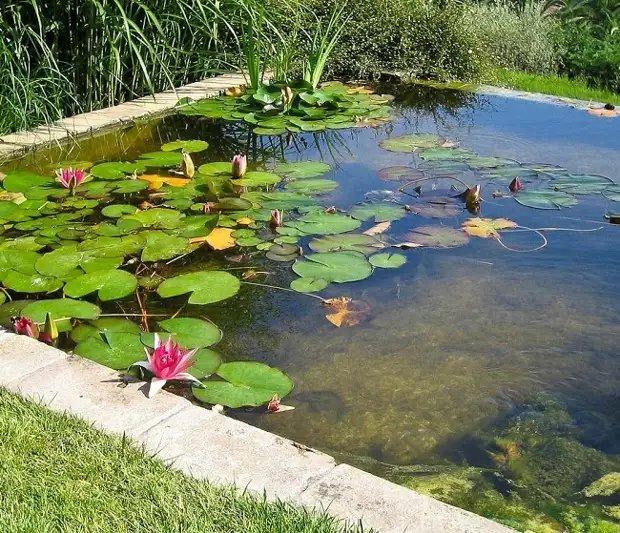 Hifadhi ya bandia katika sura ya mraba na maua ya maji ya pink