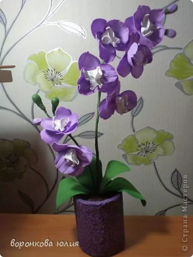 I-orchid evela kwi-foamyran