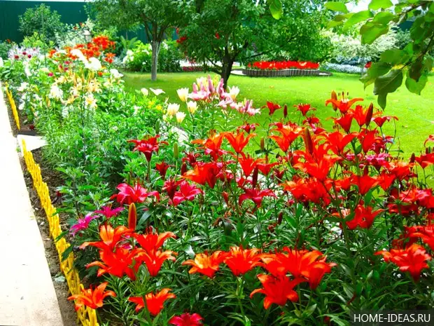 ¡Cómo hacer un macizo de flores en la casa de campo (Ideas marinas)!