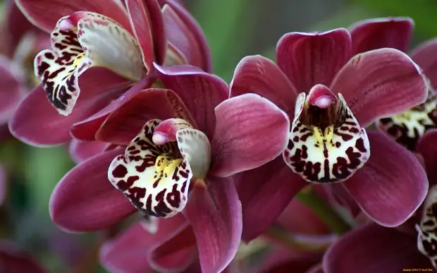 Orchid সত্তর এর গোপন রহস্য: 100 এ 1 উদ্ভিদ চালু কিভাবে