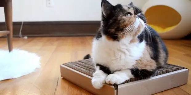 10 วิธีในการทำรอยขีดข่วนสำหรับแมวทำด้วยตัวเอง