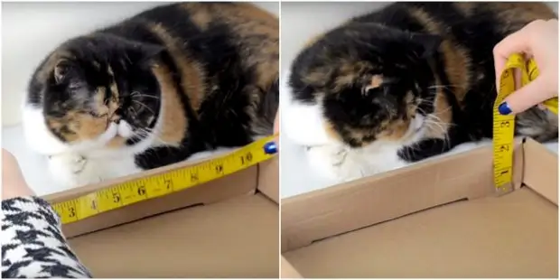 10 moduri de a face o zgârietură pentru o pisică o face singur